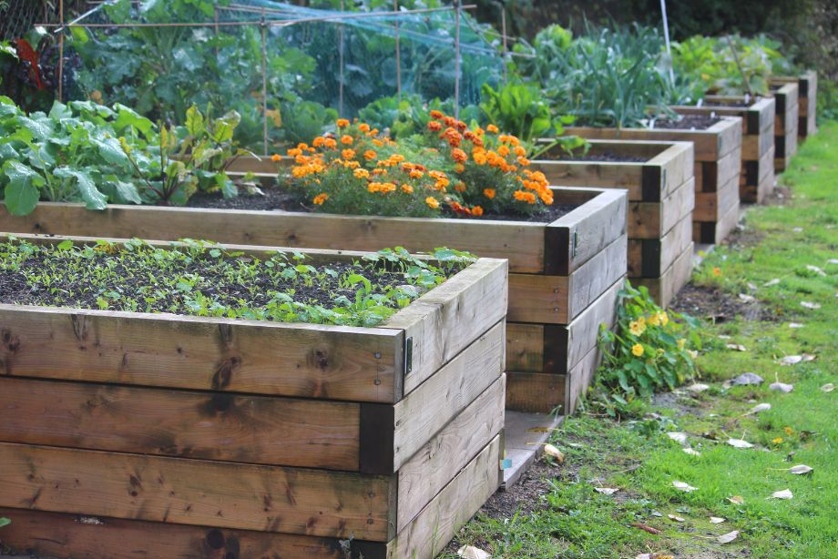 Choisir l'emplacement idéal pour votre potager