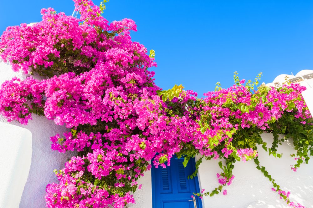 comment bien tailler bougainvillier