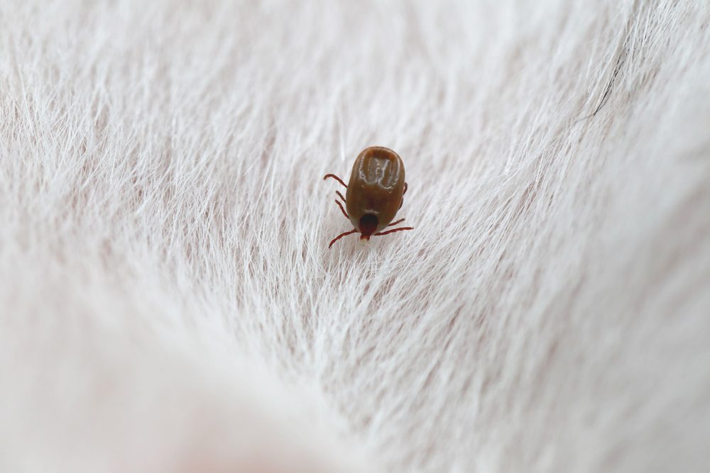 comment se débarrasser des puces dans une maison