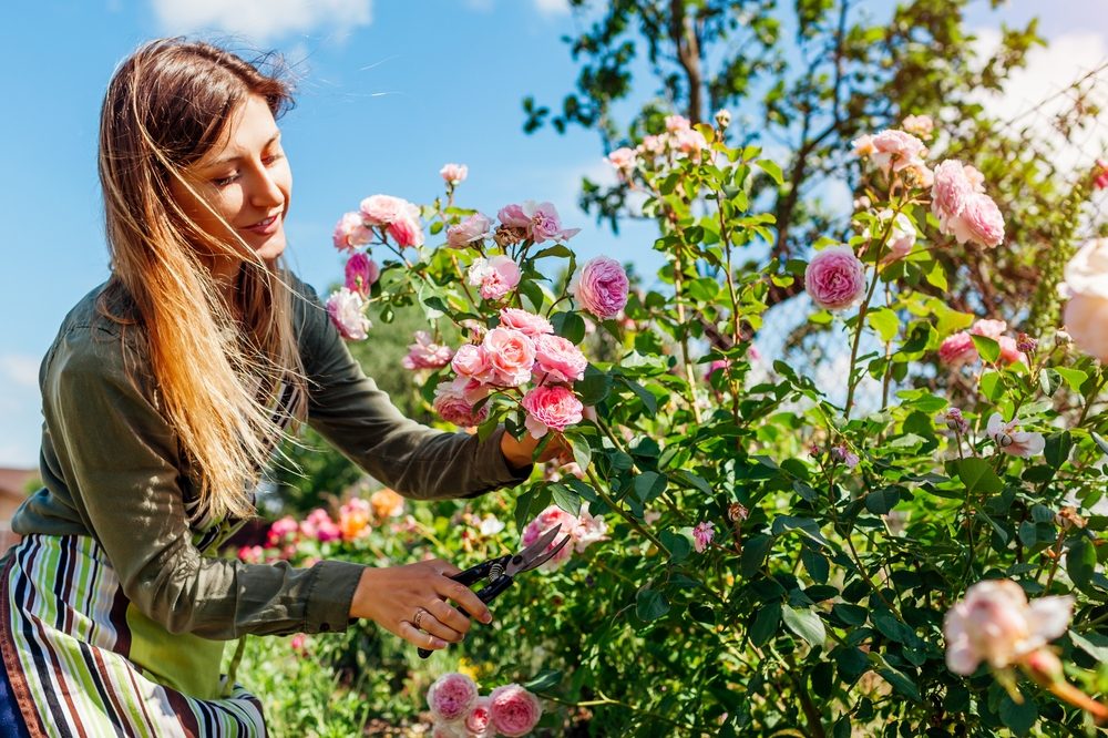 erreurs à ne pas faire en taillant ses rosiers