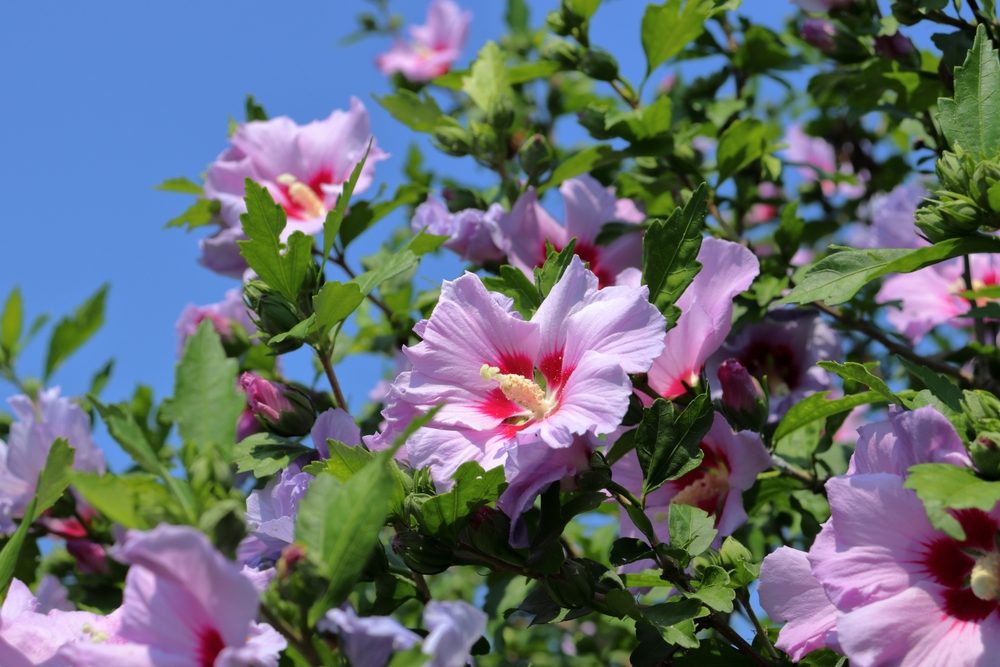 quand et comment tailler hibiscus