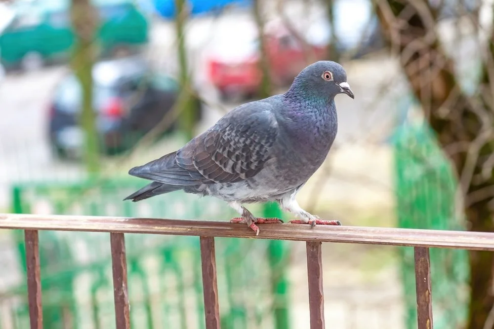 4 solutions pour se débarrasser des pigeons